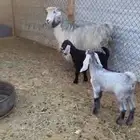 عارضيه شهباء معها جفرتين