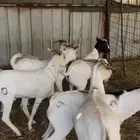 تيوس برابر