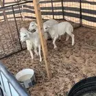 بهم ثلاث خرفان ورخل