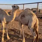 قعدان للبيع عددهن ثلاثة