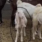 ماشاء الله تبارك الله فحول حجازية مميزة للبيع