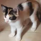 قطط للتبني الأحساء