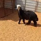 جذع نجدي فاخر