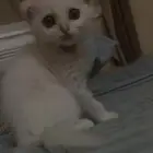 قطتين للبيع عمر 4 شهور