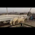 للبيع طليان حري