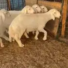 طليان حريه