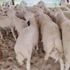 ذبايح حريات خرفان ورخال