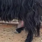 معزا عارضيات حليب شرط