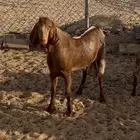 تيس مشروع فحل ناهي مهجن قبرصي جنوبي