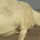 مطلوب حوار ضيار في الخرج وضواحيها