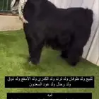 فحل عارضي معرف بالاحساء