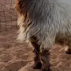 للبيع فحول