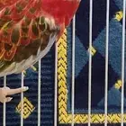 جوز روزيلا