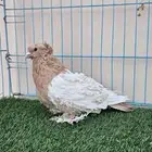 مفتل وايت سايد اصفر