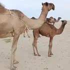 ضريبة للييع