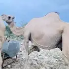 محايل