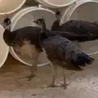 الشرقيه