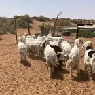 عرضين هرافى طيبه