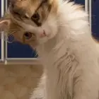 قطه ضائعه حي الدعيثه المدينه