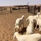 خرفان حريات طيبه