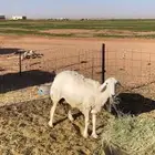 شاه حريه للبيع