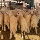 عرض فاخر للمناسبات ذبايح طليان سمان لحم وشحم