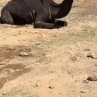 ناقه حايل جزر