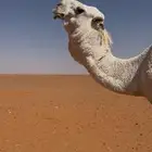 فحل أوضح للبيع
