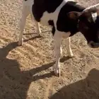 عجل اربع شهور لباني فل شحم