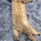 قطه سكوت فولد بيور
