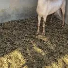 عنز حليب