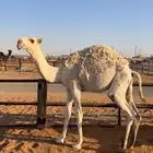 حاشي قعود