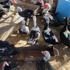 بط مصري مكسوفي