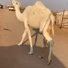 بكار حقايق رمانيات