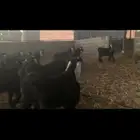 تيوس وجفار لبيع عوارض
