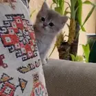 برتش