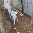 شياه حريه متابيع