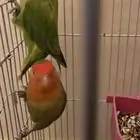 كنيور .. روز .. كناري للبيع