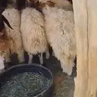 جذعات نعيم للبيع