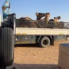 دنه هايدروليك نقل ابل