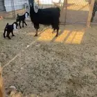 عارضيه معها توم