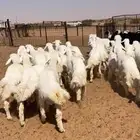 خرفان حريات طيبه