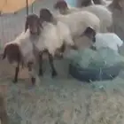غنم نعيم فيها متابيع