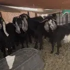 معزا طيبة للبيع