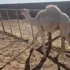 رياض الخبزاء
