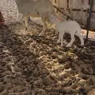 نعجه تحتها رخل سنها رباع روم شرط