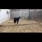 للبيع معزا وتيس فحل
