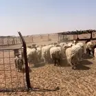 خرفان نعيم طيبه