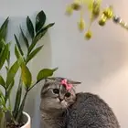 قطه سكوتش فولد