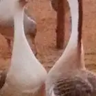 وز عراقي